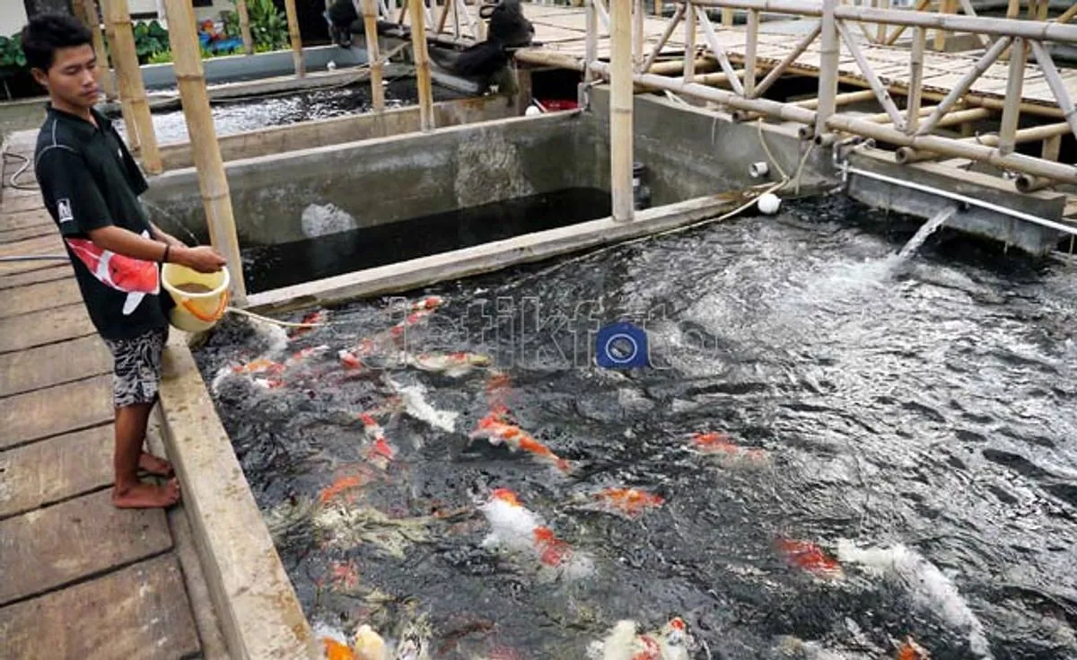 Peternakan Ikan Hias Air Tawar: Kiat Sukses