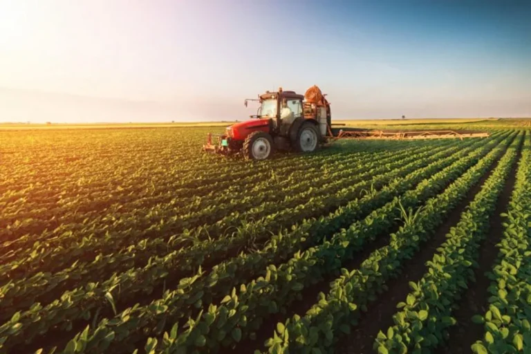 Potensi Pasar Alpukat di Industri Agrikultur