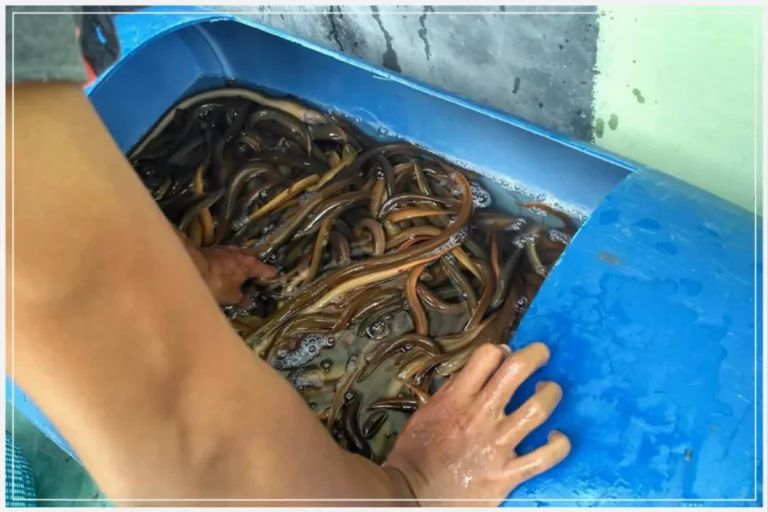 Potensi Pasar Bisnis Budidaya Belut Sawah