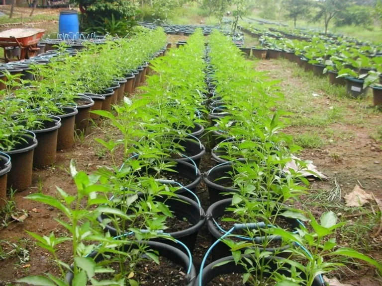 Potensi Pasar Tanaman Kemangi