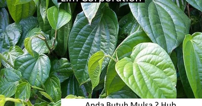 Praktik Agribisnis Minat Agrofarmaka