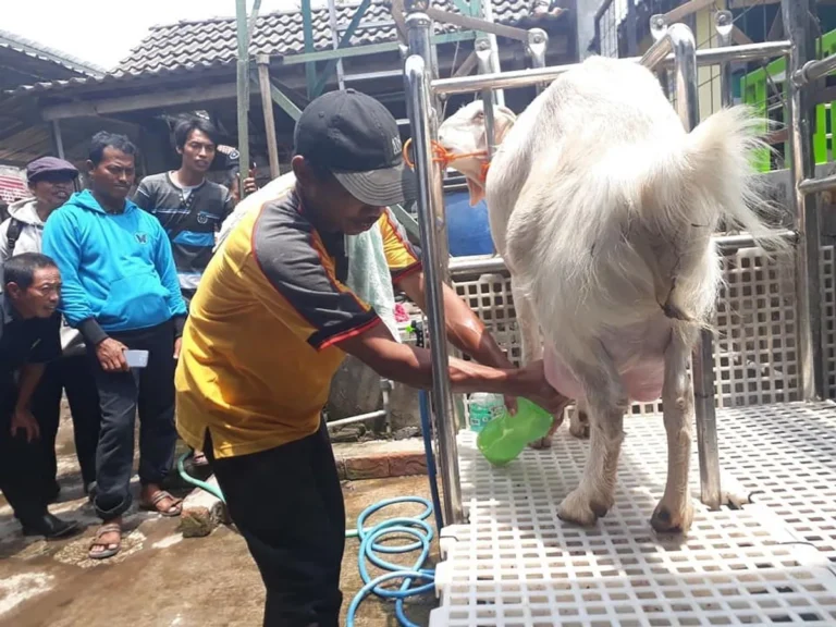 Praktik Agribisnis Susu Kambing yang Sukses