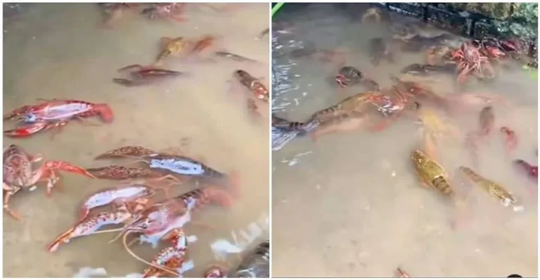 Praktik Berkelanjutan dalam Ternak Lobster Air Tawar