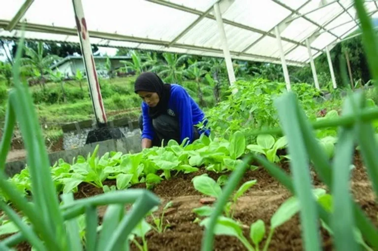 Praktik Budidaya Tanaman Penutup Tanah