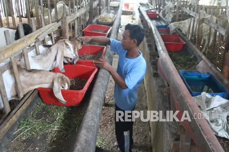 Praktik Kesejahteraan Kambing yang Ramah Lingkungan