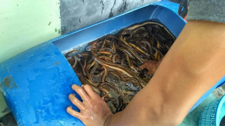Praktik Terbaik dalam Budidaya Belut