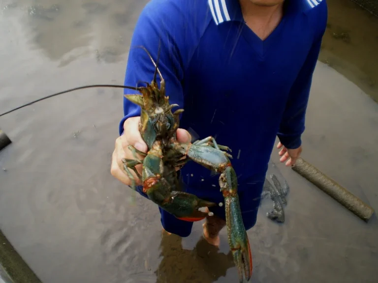Praktik Terbaik dalam Budidaya Lobster Air Tawar
