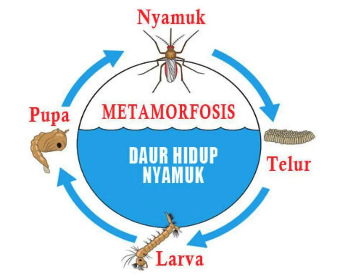 Prinsip Dasar Cara Ternak Nyamuk