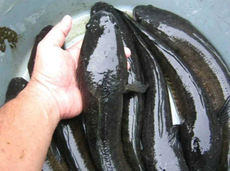 Proses Panen dan Pemasaran Ikan Gabus