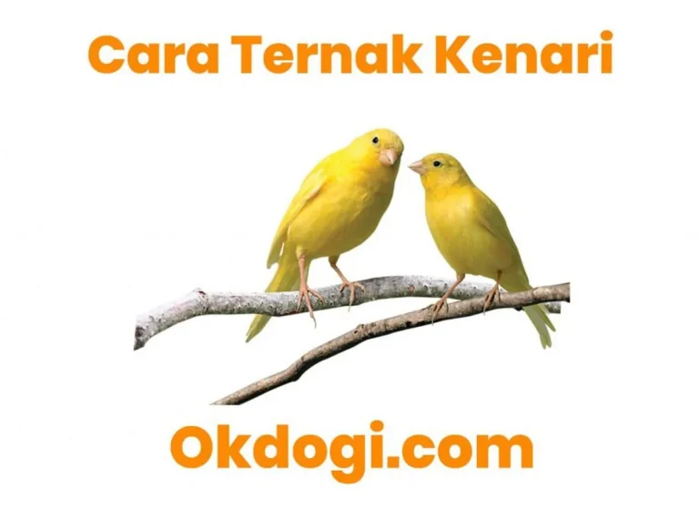 Proses Pembiakan dan Pengeraman Telur Kenari