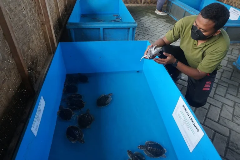 Proses Pembiakan Penyu: Langkah demi Langkah