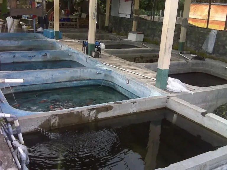 Proses Pemeliharaan Harian dalam Budidaya Ikan Mas Koki