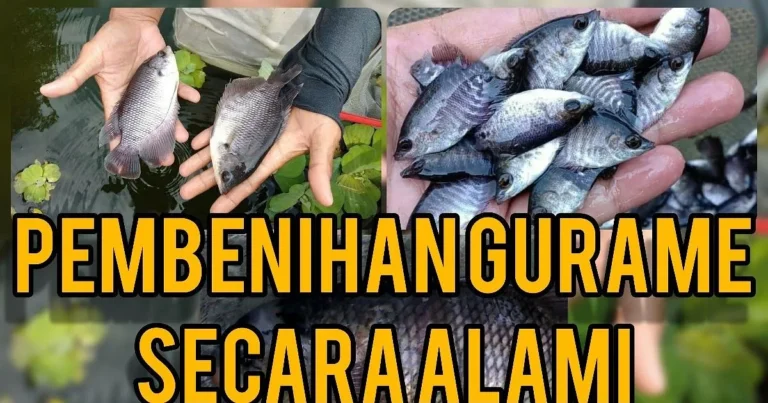 Proses Pemijahan Gurame yang Berhasil