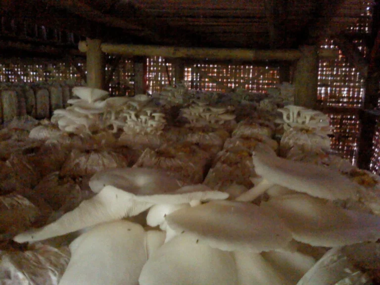 Proses Pengolahan Jamur Shiitake