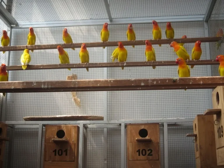 Proses Ternak Lovebird