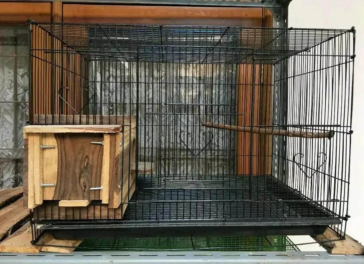 Proses Ternak Lovebird yang Efisien