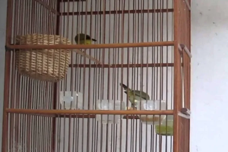 Proses Ternak Pleci yang Berhasil