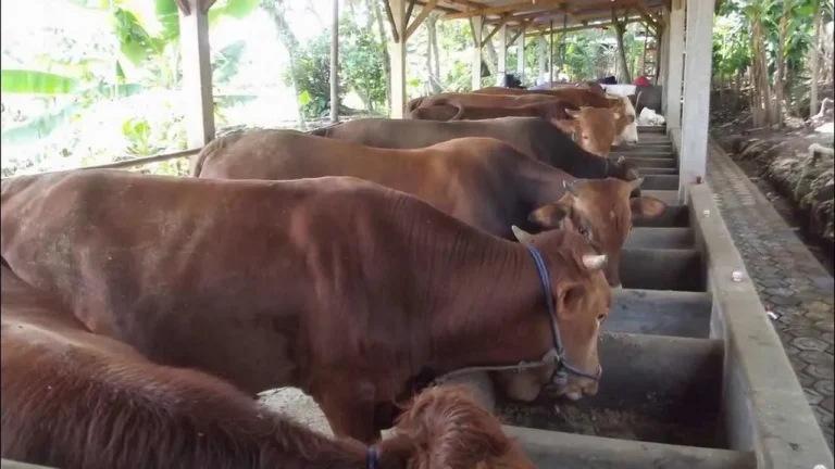 Regulasi dan Legalitas dalam Bisnis Peternakan Sapi Limousin