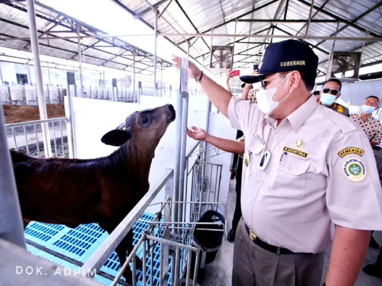 Regulasi Pemasaran Produk Peternakan Daging Sapi