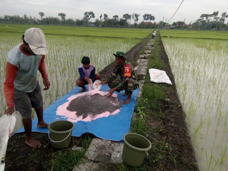 Rekomendasi