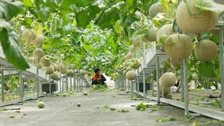 Rencana Masa Depan