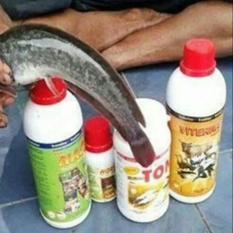 Saran Terbaik dalam Ternak Ikan Molly
