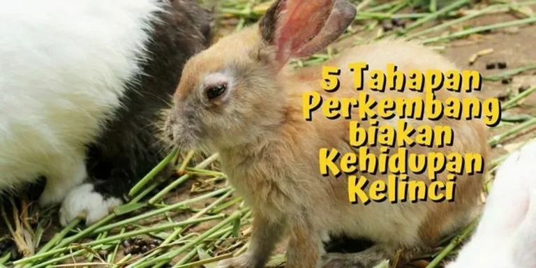 Siklus Kehidupan Kelinci