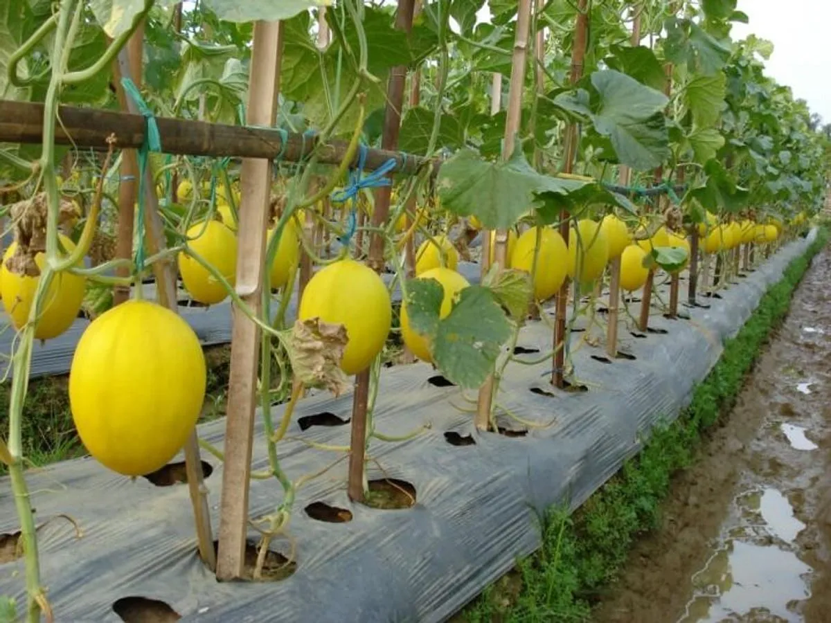Strategi Bisnis dalam Budidaya Melon