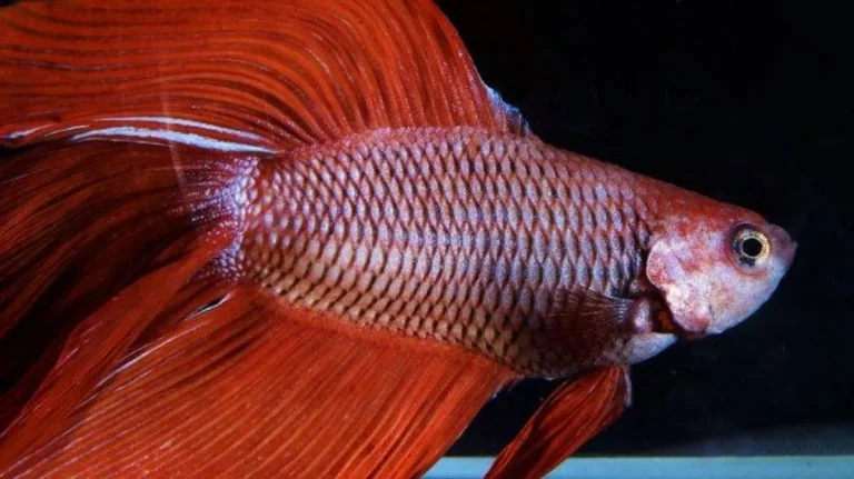 Strategi Mengatasi Agresi Ikan Cupang