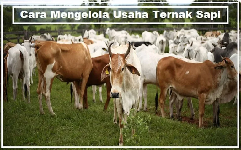Strategi Pemasaran dalam Bisnis Peternakan Sapi Limousin