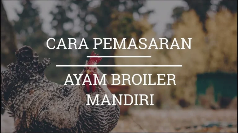 Strategi Pemasaran Efektif