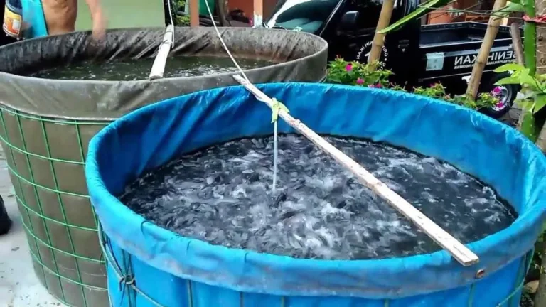 Strategi Pemasaran Hasil Ternak Nila di Kolam Terpal
