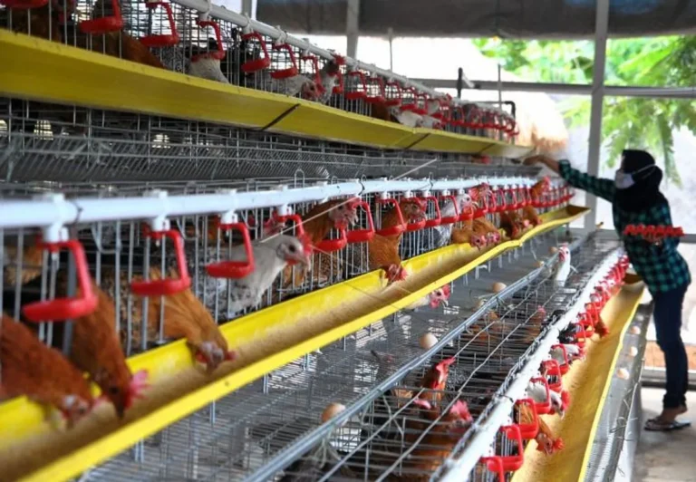 Strategi Pemasaran Produk Ayam Petelur