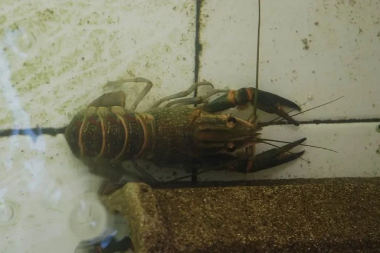 Strategi Pemasaran Produk Lobster Air Tawar