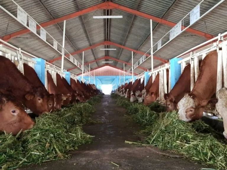 Strategi Pemasaran Produk Peternakan Daging Kambing