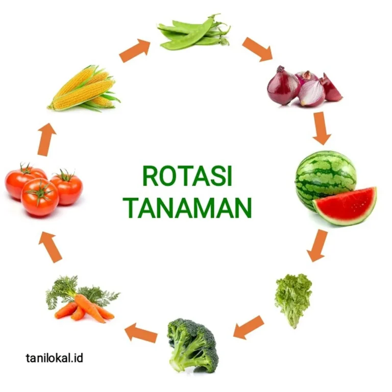 Strategi Pemilihan Tanaman Penutup Tanah