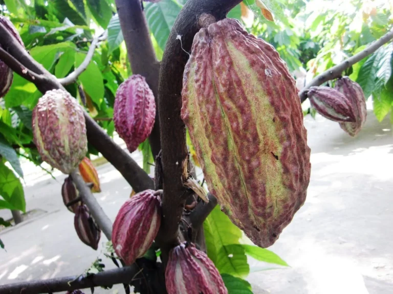 Strategi Pengelolaan Perkebunan Cokelat yang Efektif