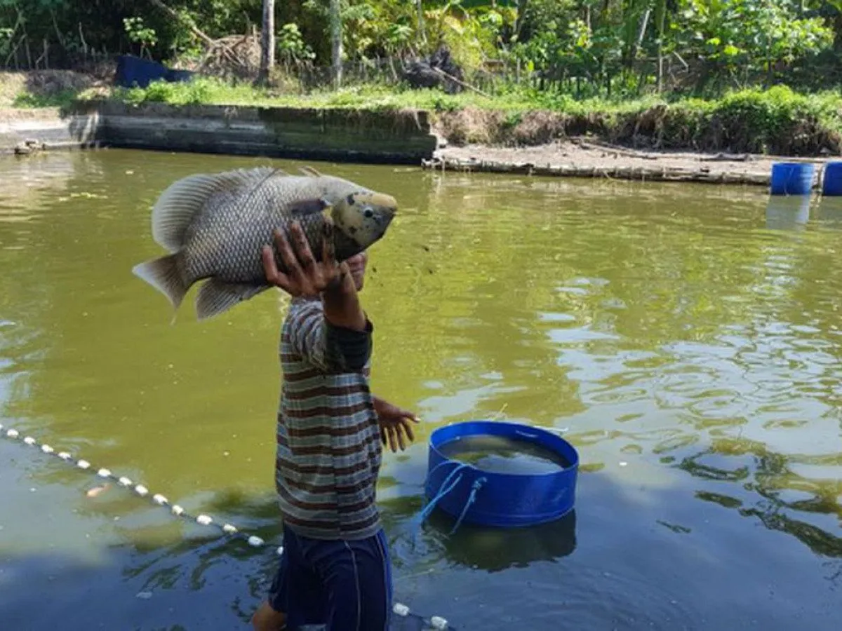 Strategi Tepat untuk Budidaya Gurame di Kolam
