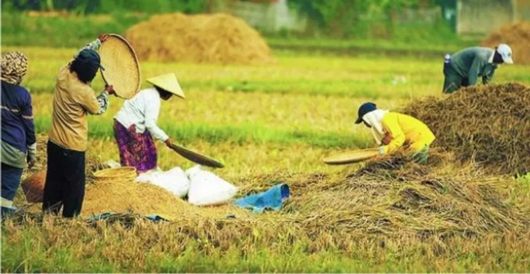 Studi Kasus: Keberhasilan Agribisnis Berkat Koperasi Pertanian