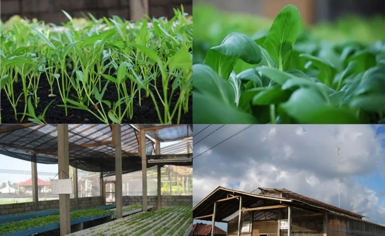Studi Kasus: Keberhasilan Agribisnis dan Agroteknologi