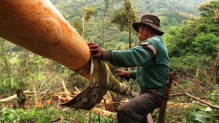Studi Kasus Kesuksesan Budidaya Kayu Manis