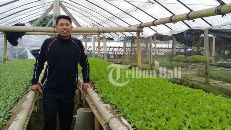 Studi Kasus Sukses