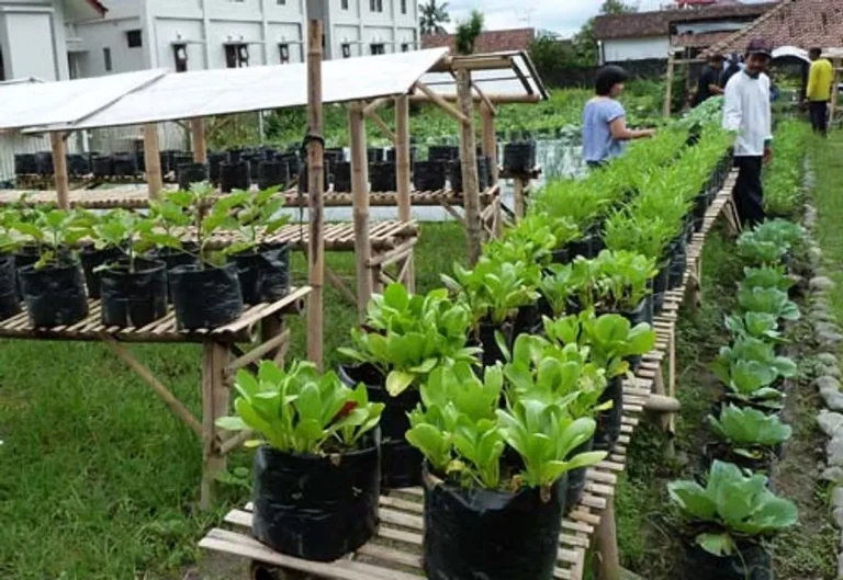 Studi Kasus Sukses Agribisnis Berbasis Energi Matahari