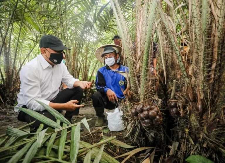Studi Kasus Sukses dalam Agribisnis Berkelanjutan