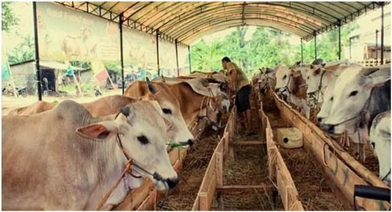 Studi Kasus Sukses dalam Bisnis Peternakan Sapi Limousin