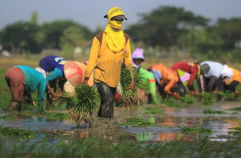 Studi Kasus Sukses dalam Diversifikasi Agribisnis