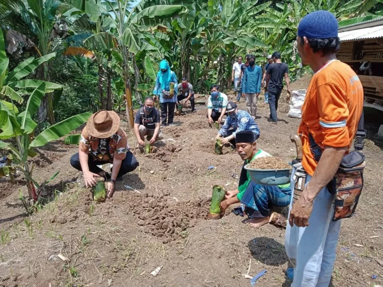 Studi Kasus Sukses Pola Kemitraan