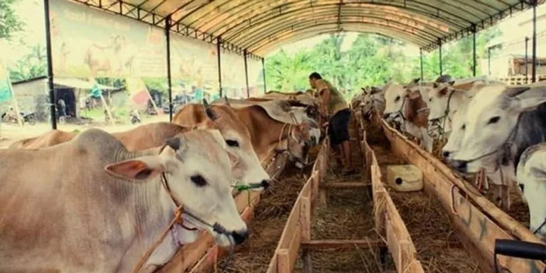 Sukses dalam Bisnis Ternak Sapi Potong
