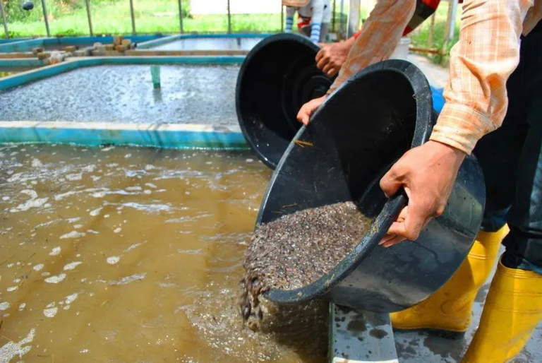 Sukses dalam Peternakan Ikan Hias Air Tawar