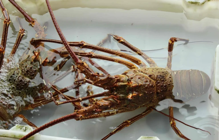 Tantangan dan Risiko dalam Bisnis Lobster Air Tawar